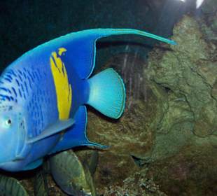 Schnorchel-Schnappschuß