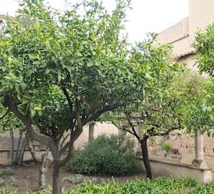Im Bischofsgarten / Jardí del Bisbe von Palma