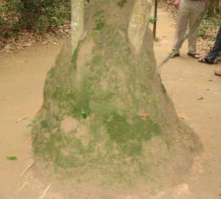 Ein Erdhügel mit vielen Luftlöchern.