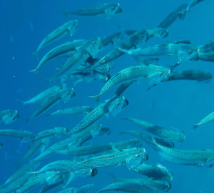 Blue Reef Red Sea Resort