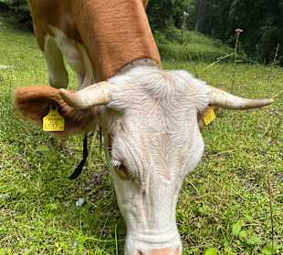 Wandern Hermagor - Pressegger See