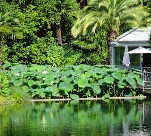 Lotus am Seerosenteich