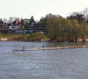 Rhein-Schifffahrt mit der Köln - Düsseldorfer