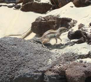 Spiaggia di Sotavento