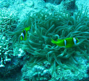 Anemonenfische