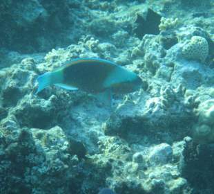 Hausriff Arabia Azur Resort