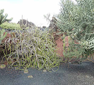 Kakteen überwuchern Lavabrocken
