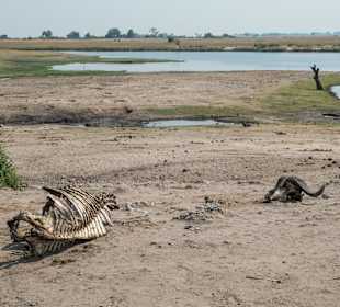 Das war mal ein Büffel