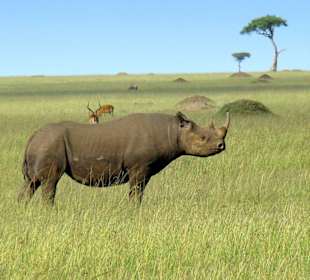 Nashorn - eines der Big Five