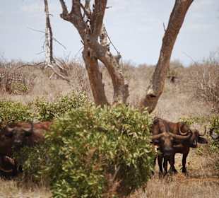 Die Büffel im Schatten
