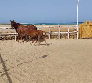 Man kann hier auch reiten