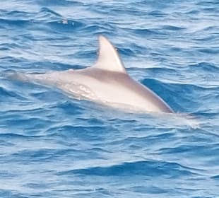 Delfin Tour Marsa Alam
