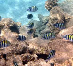 Wunderschöne Unterwasserwelt