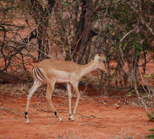 Eine Antilope unterwegs