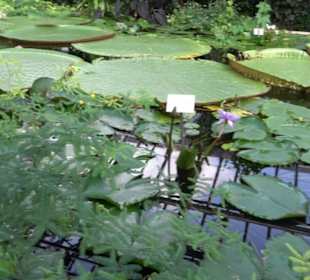 Gewächshäuser Botanischer Garten