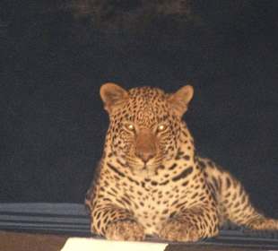 Leopard 