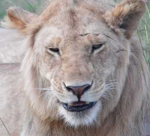 Masai Mara, grinse Löwe