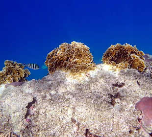 Риф - Hotel Tropitel Sahl Hasheesh