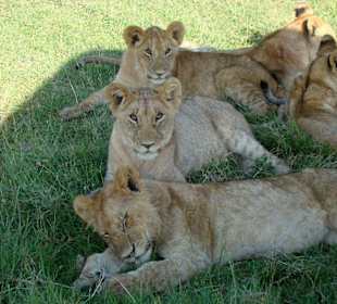 Die Löwenkinder