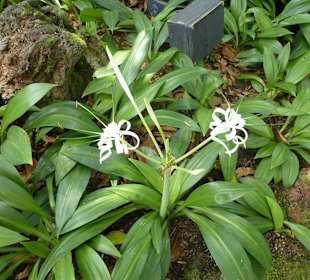 Im Garten der Orchideen