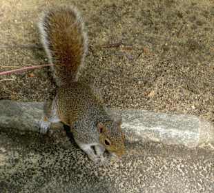Wilde Tiere im Central Park