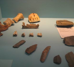 Rheinisches Landesmuseum