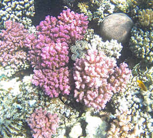 Schnorcheln Makadi Bay