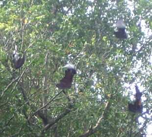 Flughunde im  Affenwald
