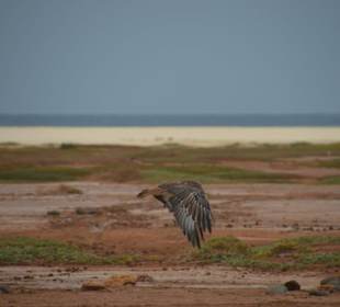 Seeadler auf Boavista