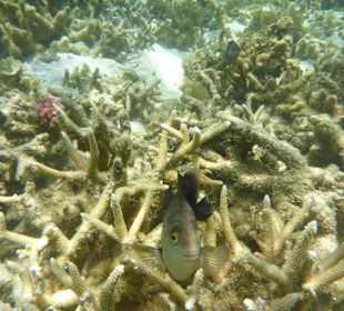 Schnorcheln Pointe aux Piments