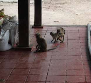 Na terenie światyni jest dużo małp