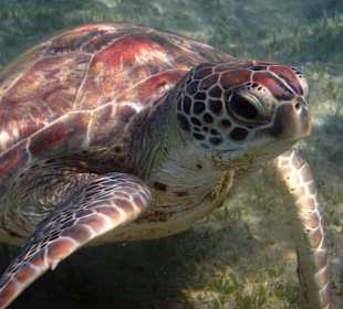 Ist die pose so gut?