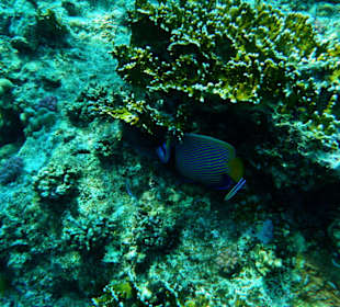 Imperator Kaiserfisch