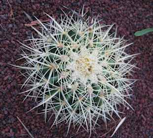 Kaktus im Oasis Park