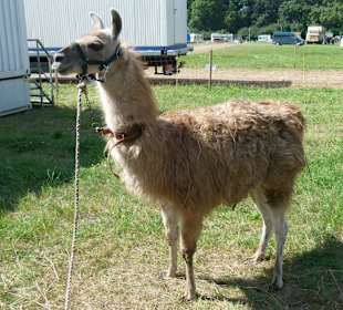 Lama auf dem Pferdemarkt
