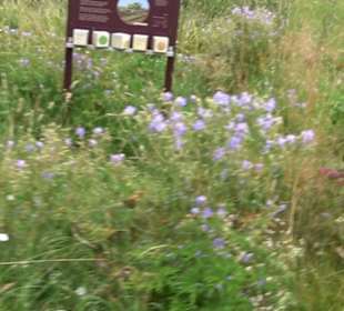 ALB-GOLD Naturgarten