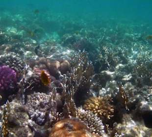 Corallenriff beim Samaya hinter dem Tauchersteg