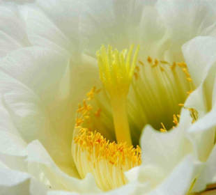 Garten der Sukkulenten