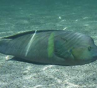 Schnorcheln Marsa Alam