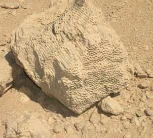 Muscheln. Korallen, Schnecken, aus der Vorzeit