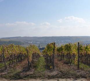 Herbst im Weinberg von Wipfeld