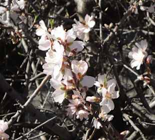Herrliche Mandelblüte