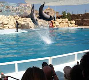 Delfinarium