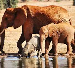 Elephants in Tsavo East 