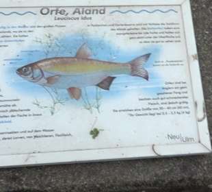 Fischlehrpfad Neu-Ulm