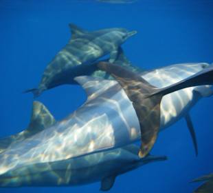 Delfine ohne Zoom fotogafiert