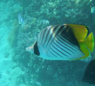 Fähnchenfalterfisch