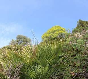 Vegetation im März