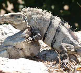Leguan