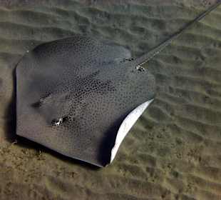 Leoparden-Stechrochen